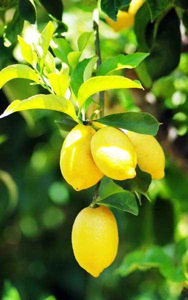Bouquet de citrons mûrs sur l'arbre — Photo