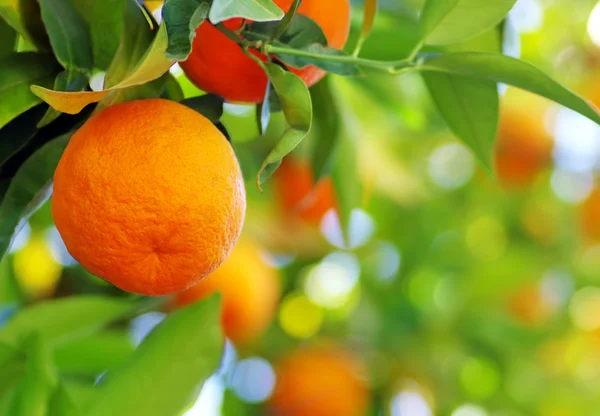 Fruta naranja madura en un árbol — Foto de Stock