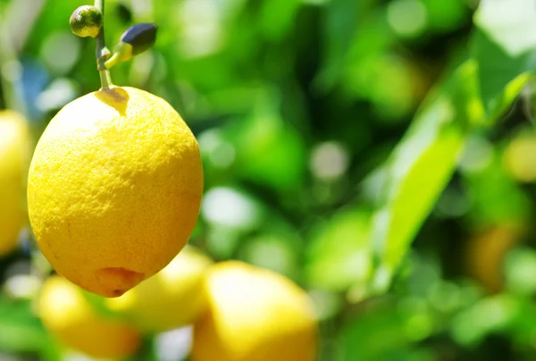 Limón colgado de un limonero — Foto de Stock