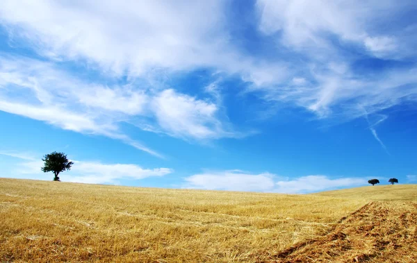 Trees under a cloudy sky — Stock Photo, Image