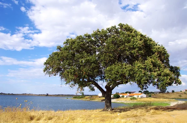 Шквал Alqueva з одиночного дерево. — стокове фото
