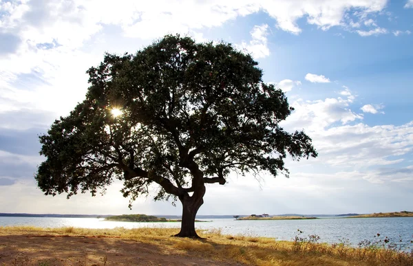 Eiken boom in de buurt alqueva meer — Stockfoto