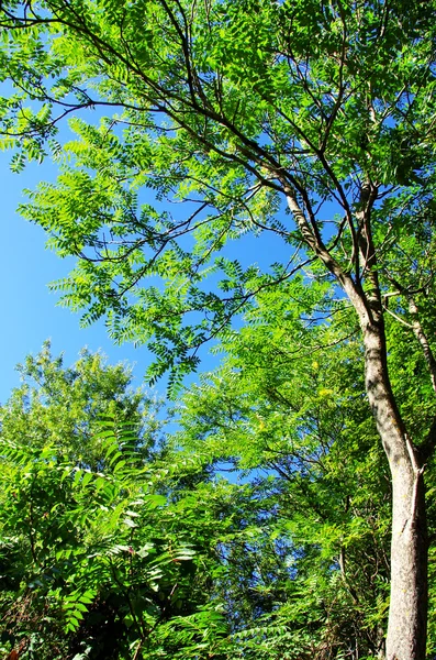 Baum und grünes Laub — Stockfoto