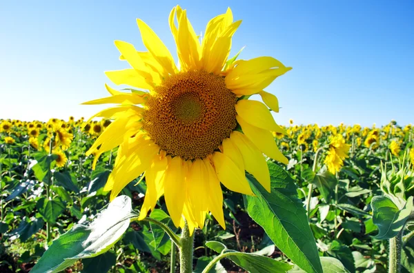 Sunflower field — Stock Photo, Image