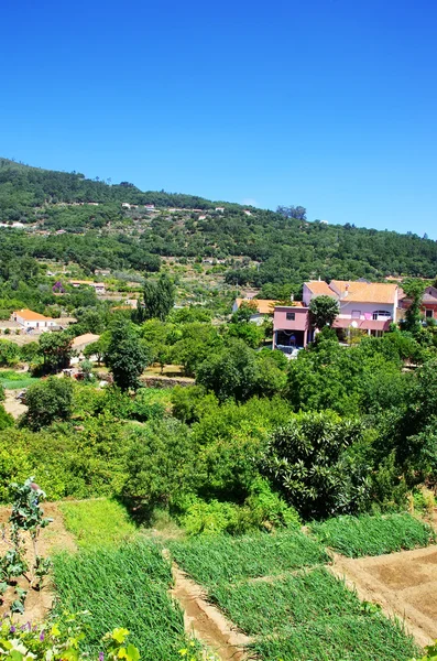 アルガルヴェ地方の丘、モンシケ、ポルトガルのプランテーション — ストック写真