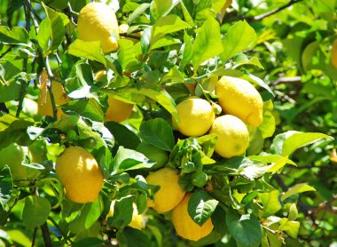 Ağaçta asılı olgun limonlar