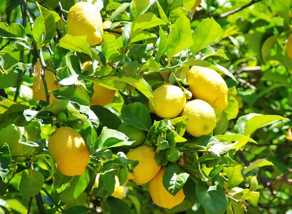 Limones maduros colgados de un árbol — Foto de Stock