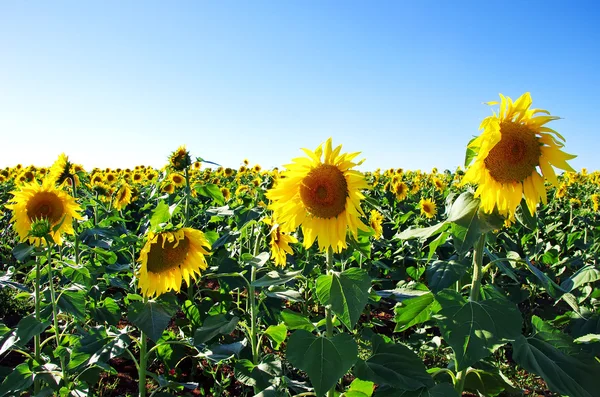 Sunflower field at south nof portugal — Stock Photo, Image