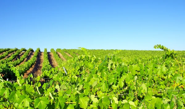 Alentejo szőlőültetvény: Portugália. — Stock Fotó