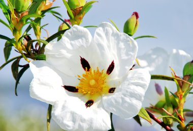 white rockrose in Mediterranean spring blossom  clipart