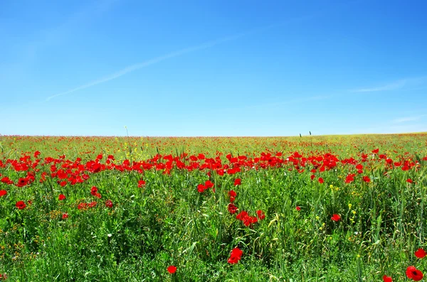 Campo de amapolas —  Fotos de Stock