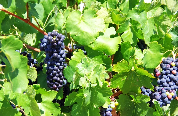 Grappes de raisins bleus dans le vignoble — Photo