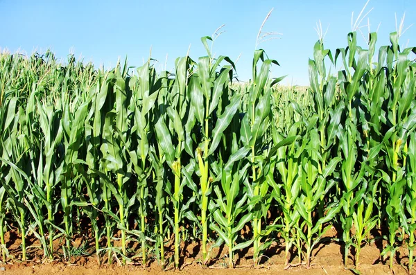 Campo de maíz con espigas maduras —  Fotos de Stock