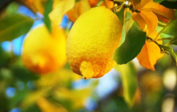 Yellow Lemons Branch Autumn — 图库照片