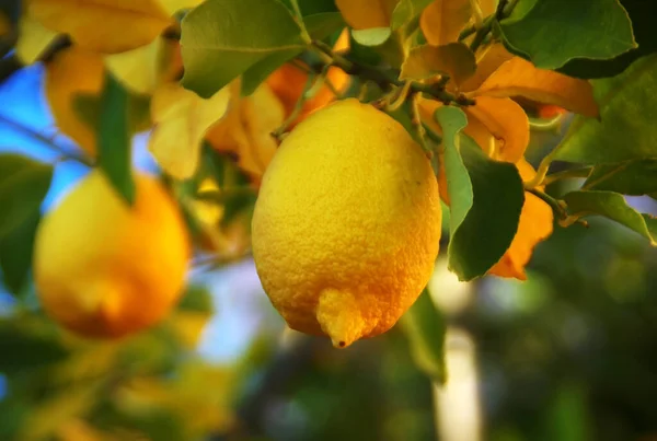 Lemon Matang Tergantung Cabang — Stok Foto