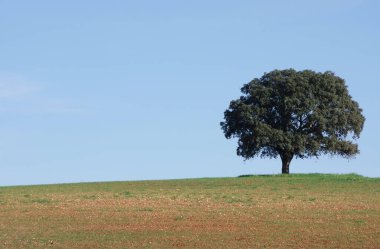 Portekiz, Alentejo 'da yapayalnız bir ağaç
