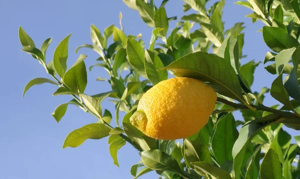 Olgun Bir Limon Yeşil Dalda — Stok fotoğraf