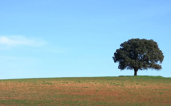 Solitary Tree Alentejo Field Portugal — Stockfoto