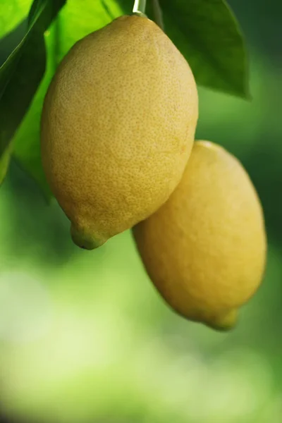 Citrons Mûrs Feuilles Suspendues Sur Branche — Photo