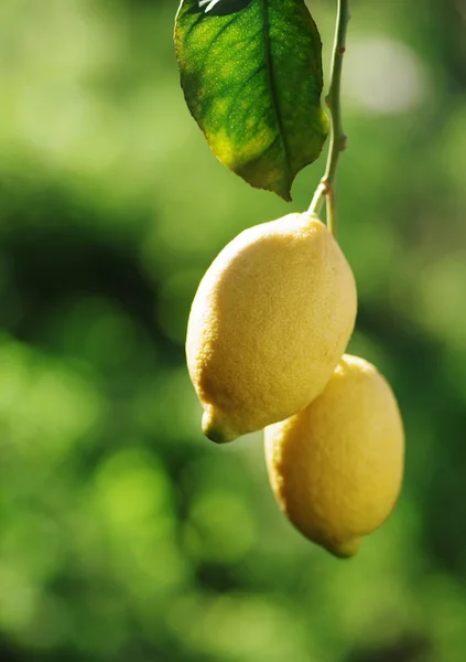 Citrons Mûrs Feuilles Suspendues Sur Branche — Photo