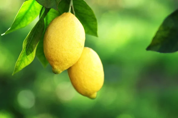 Ripe Lemons Leaves Hanging Branch — 스톡 사진