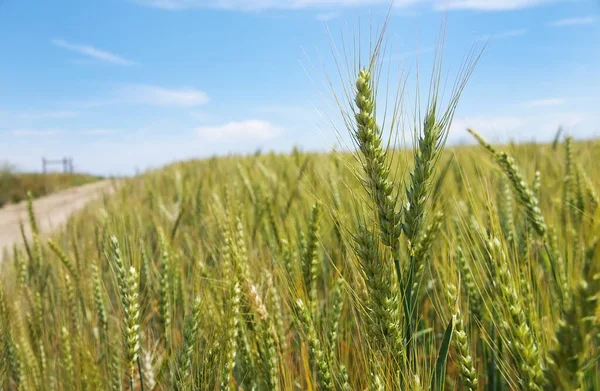 Spikes Wheat Field Blue Sky — Stock fotografie