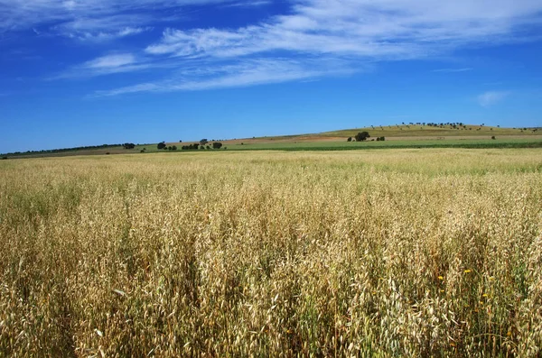葡萄牙南部Alentejo地区的燕麦田 — 图库照片