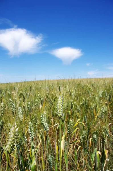 Pointes Sur Champ Céréales Contre Ciel Bleu — Photo