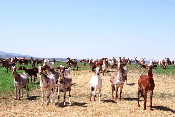 Group Goats Grazing Field Alentejo Region Portugal — Stok fotoğraf