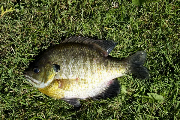 Bluegill kapat — Stok fotoğraf