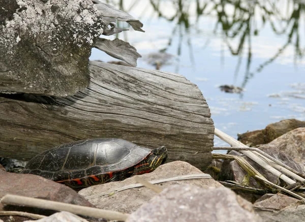 Tortuga pintada — Foto de Stock