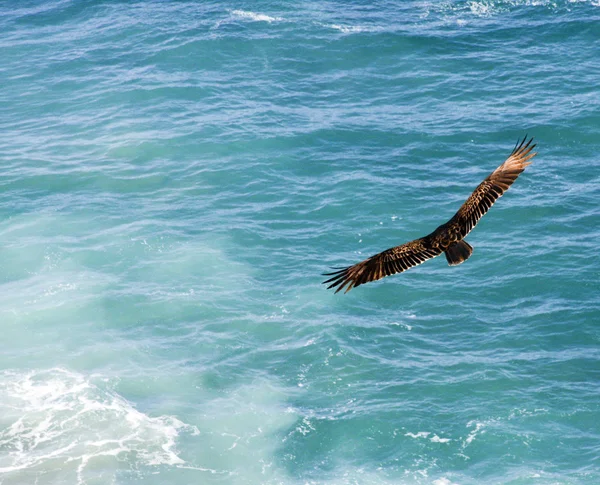 Majestätischer Vogel im Höhenflug — Stockfoto