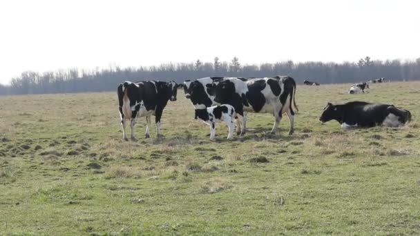 Holstein süt inekleri — Stok video