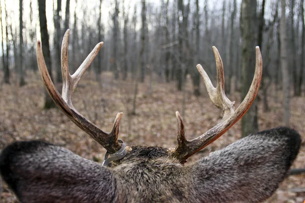 Bucks näkymä — kuvapankkivalokuva