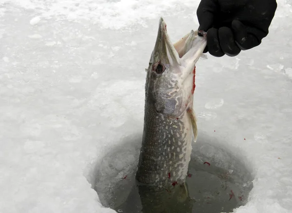 Northern pike — Stock Photo, Image