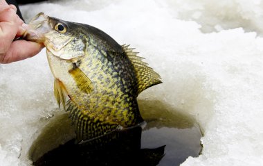 buz balıkçılık crappie