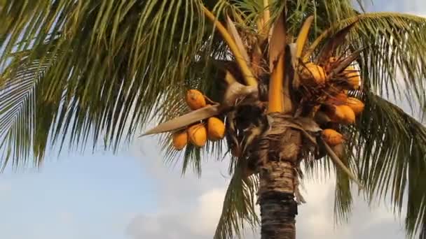 椰子树 — 图库视频影像