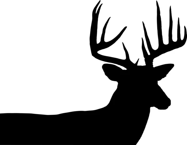 Whitetail buck silhouette — Stock Photo, Image