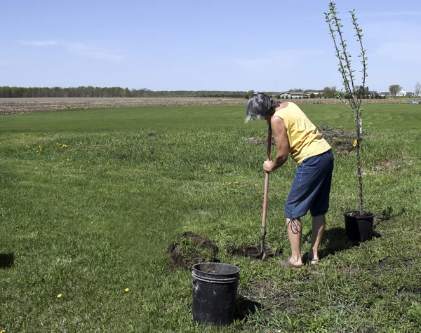 Plantation d'arbres — Photo