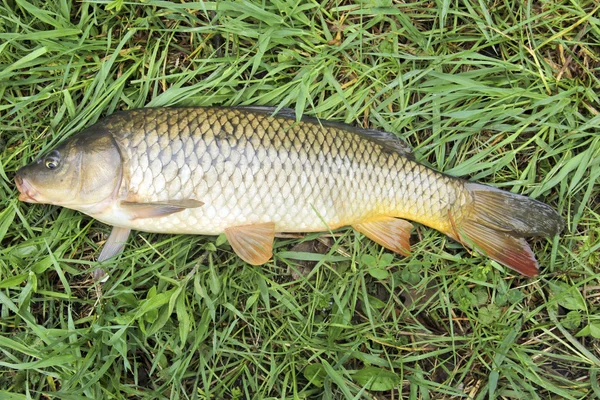 Carpa de agua dulce — Foto de Stock