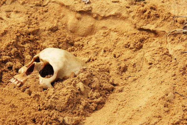 กระโหลกมนุษย์ในทราย — ภาพถ่ายสต็อก