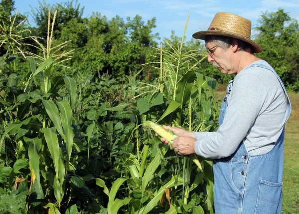 Agricultores cultura do milho — Fotografia de Stock