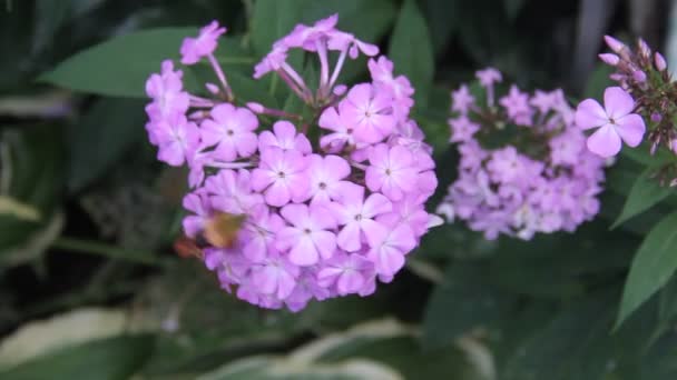 Hummingbird moth — Stock Video