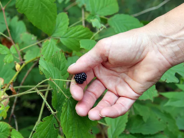 Brombeeren pflücken — Stockfoto