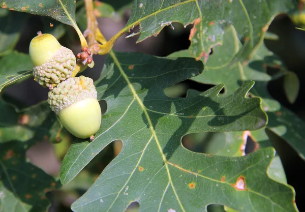 Ghiande e foglie di quercia — Foto Stock