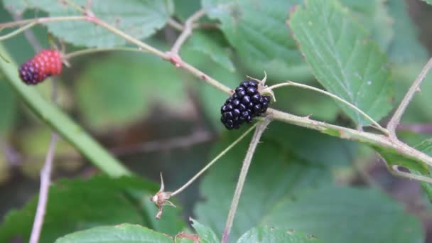 BlackBerry patch — Stockvideo