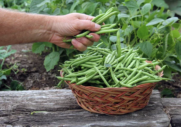 庭の緑の豆 — ストック写真