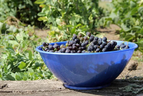 Cuenco de uvas — Foto de Stock