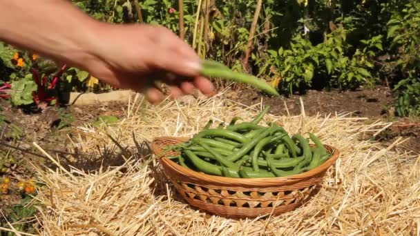 Green beans basket — Stock Video
