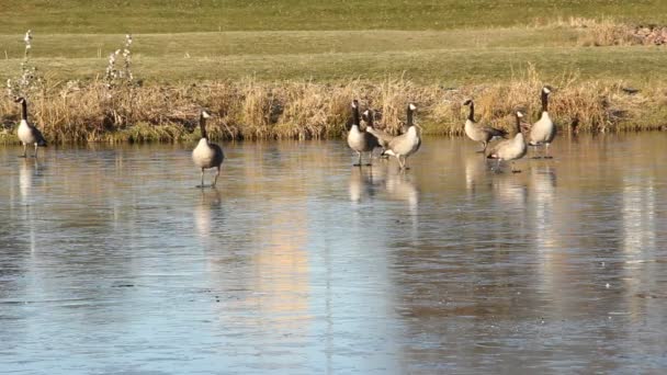 Canadian geese — Stock Video